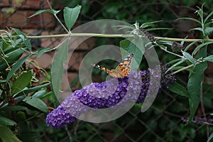 Painted lady butterfly on a flower of budleia davidii