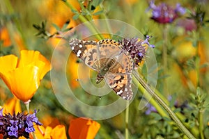 Painted Lady Butterfly img