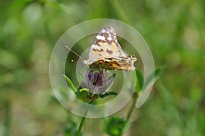 Painted lady butterfly on the flower of clover
