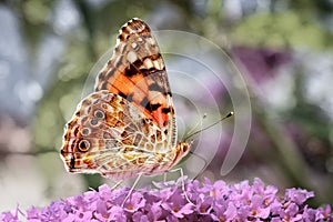 Painted Lady Butterfly on a flower head with bokeh background.
