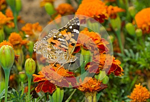 Painted Lady butterfly on a French marigold flower.