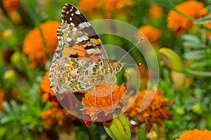 Painted Lady butterfly on a French marigold flower at fall season