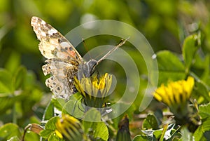 Painted Lady - Butterfly - Front