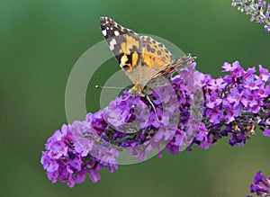 Painted Lady Butterfly