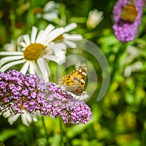 Painted Lady Butterfly In a Garden in Scotland in Summer