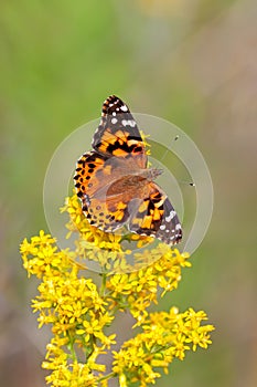 Painted Lady Butterfly on a Goldenrod Flower