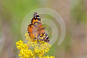 Painted Lady Butterfly on a Goldenrod Flower