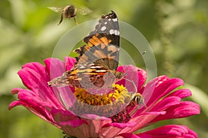 Painted lady butterfly and honey bees on a dahlia flower.