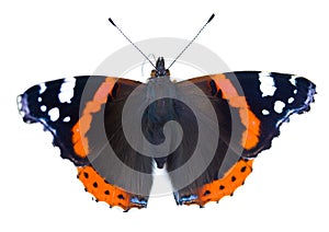 Painted lady butterfly isolated