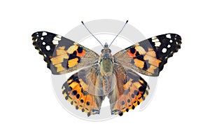 Painted lady butterfly, isolated on white