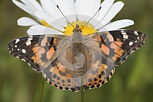 Painted lady butterfly on a large daisy