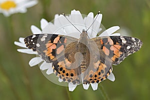 Painted lady butterfly on a large daisy