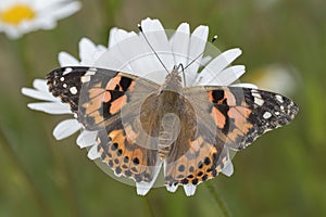 Painted lady butterfly on a large daisy