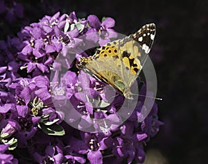 Painted Lady Butterfly on Leucophyllum Texas Sage Flowers