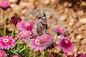 Painted Lady butterfly on Marguerite Daisy, Phoenix.