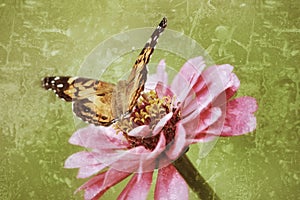 An antiqued photograph of a Painted Lady Butterfly. photo
