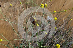 Painted Lady Butterfly with open wings on plant stem with yellow flowers in the background
