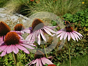 The painted lady butterfly perched on an Echinacea flower.