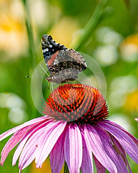 Painted lady butterfly on pink cone flower