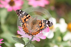 Painted Lady Butterfly on a Pink flower 2020 XVI