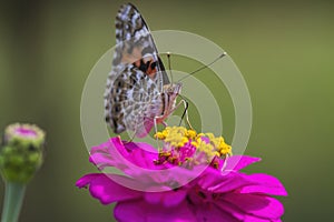 Painted Lady Butterfly on Pink Magenta Zinnia Blossom - Vanessa cardui