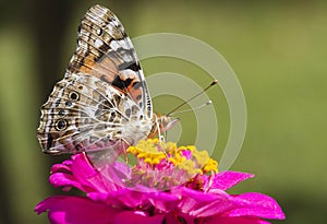 Painted Lady Butterfly on Pink Magenta Zinnia Blossom - Vanessa cardui