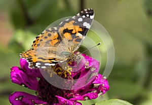 Painted Lady Butterfly on Pink Magenta Zinnia Blossom - Vanessa cardui