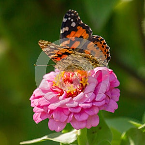 Painted Lady Butterfly on Pink Zinnia