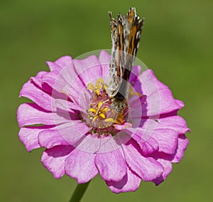 Painted Lady Butterfly on Pink Zinnia Blossom - Vanessa cardui
