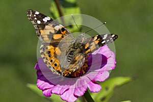 Painted Lady Butterfly on Pink Zinnia Blossom - Vanessa cardui