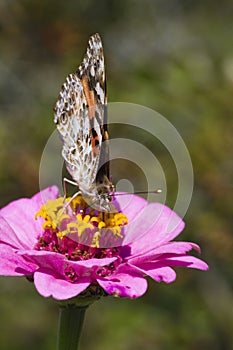 Painted Lady Butterfly on Pink Zinnia Blossom - Vanessa cardui