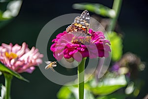 Painted Lady butterfly on a pink zinnia flower bloom