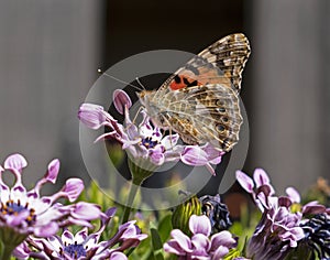 Painted Lady Butterfly Profile with Open Wings