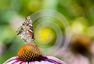 Painted lady butterfly on purple coneflower