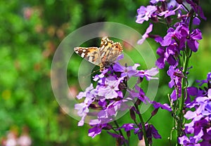 The painted lady butterfly on Purple flowers of Hesperis