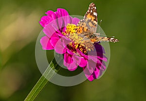 Painted Lady Butterfly on Red Zinnia Flower at Montrose Botanic Gardens, Colorado