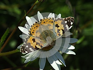 Painted Lady butterfly resting on Ox Eye Daisy