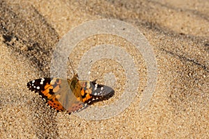 Painted Lady butterfly on the sand