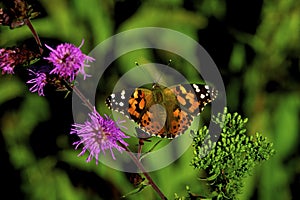Painted Lady Butterfly  55635 photo