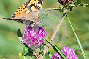 Painted Lady Butterfly Sipping Nectar from the Accommodating Flower