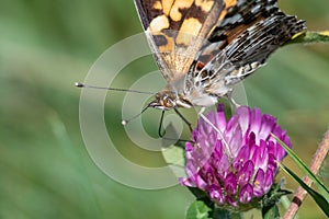 Painted Lady Butterfly Sipping Nectar from the Accommodating Flower