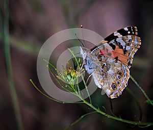 painted lady butterfly photo