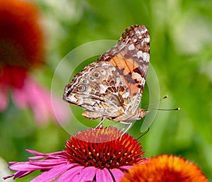 Painted Lady Butterfly sitting on the center of a pink coneflower in the sunlight