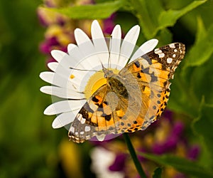 A Painted Lady butterfly sitting on a daisy