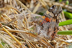 Painted Lady Butterfly Sitting on Grass