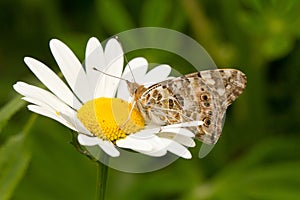 A Painted Lady butterfly sitting on a oxeye daisy