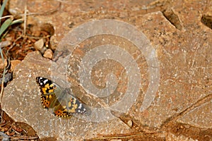 Painted lady butterfly sitting on stone at the ground