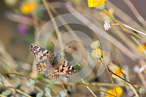 Painted Lady Butterfly on small Flowers