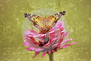 Painted Lady Butterfly spreads its wings in this antiqued photograph.