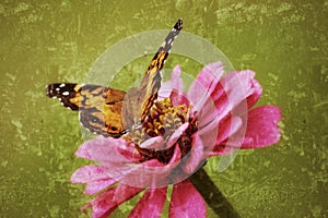 Painted Lady Butterfly lights on a zinnia in an antiqued photograph. photo